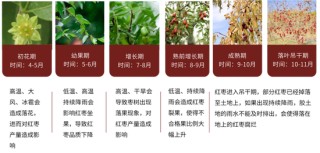 红枣：销区现货到货量持续 价格回调