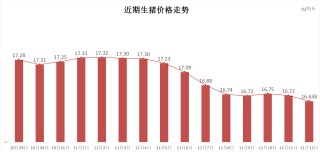 每日猪讯11.12
