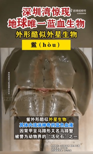 深圳湾出现地球唯一蓝血生物 被誉为动物界活化石