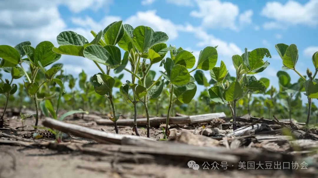 29日凌晨新鲜出炉：2024美国大豆种植面积和季度库存报告-第3张图片