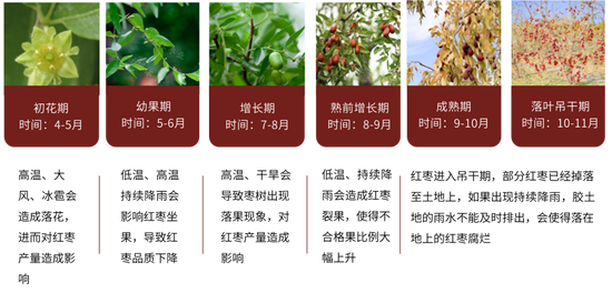 红枣：销区现货到货量持续 价格回调-第5张图片