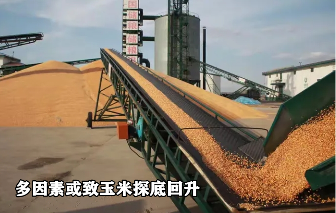 多因素或致玉米探底回升-第3张图片