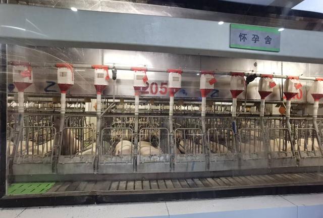起底猪饲养员高薪之谜：单人管理5000头猪，有人年薪70万-第1张图片