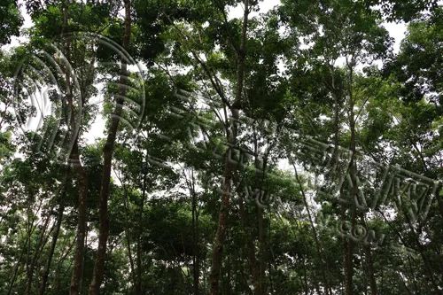 橡胶：步入淡季迷局 短期震荡成主旋律-第3张图片