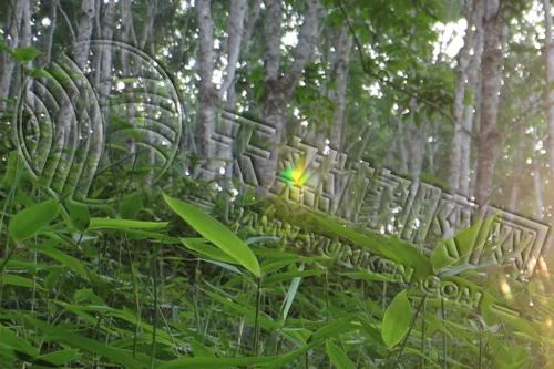 橡胶期货上下求索两难间 季节性弱势再笼罩-第4张图片