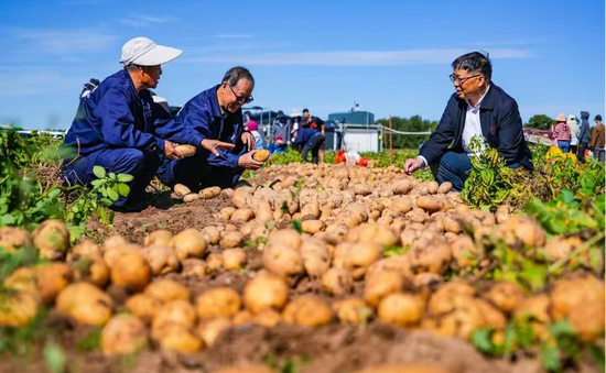 中国人1年吃掉1000亿根薯条，内蒙小城在背后赚大钱-第8张图片